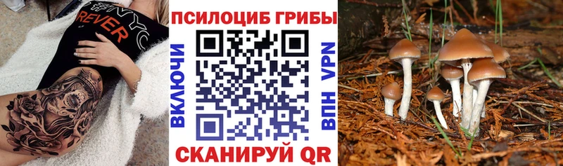 Купить  Бабаево  Псилоцибиновые грибы прущие грибы 